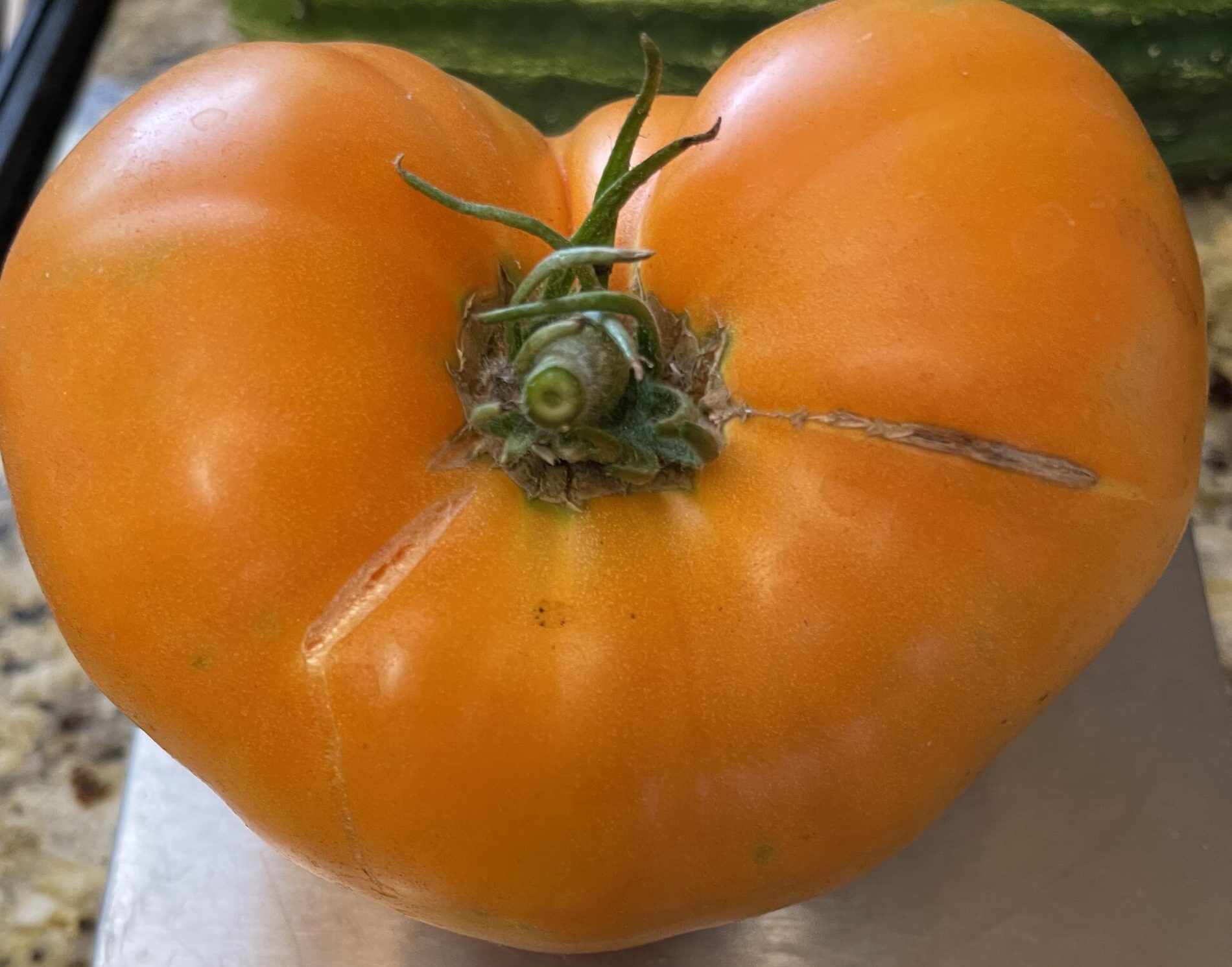 Dr Wyche s Yellow Tomato Seeds Heirloom Organic Tim s Tomatoes