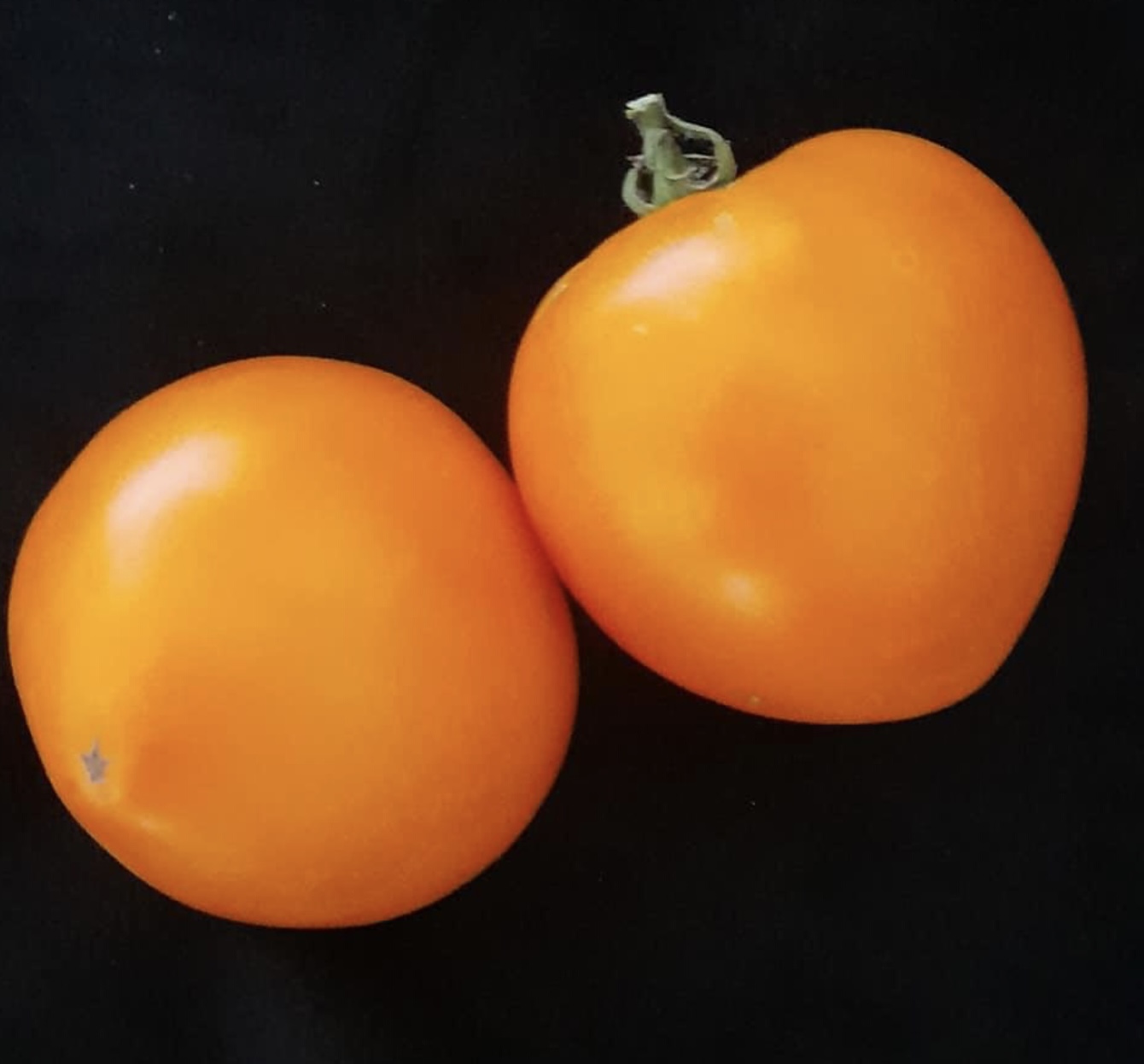 Amish Gold Slicer Tomato-Meraki Seeds