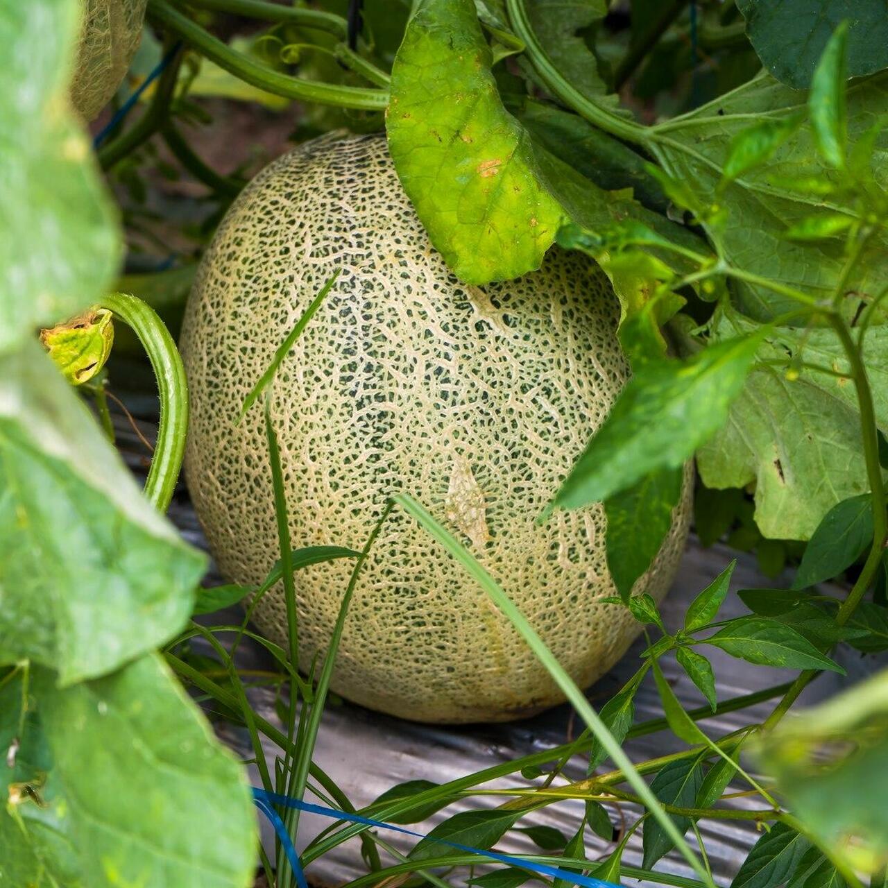 Honey rock melon seeds heirloom organic tim s tomatoes