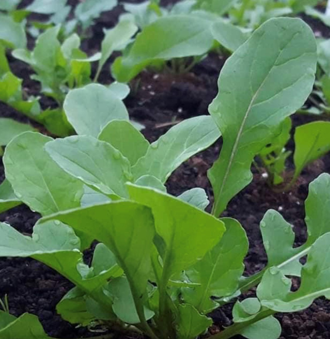 Rocket Arugula Seeds (Aka Roquette) | Heirloom | Organic